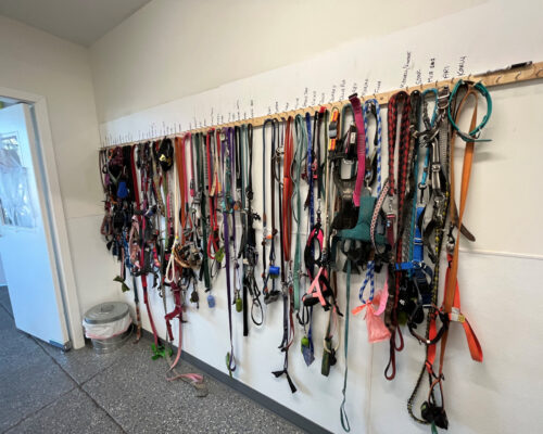 ArcWest-Doggie-daycare-TI-interior-leash-rack